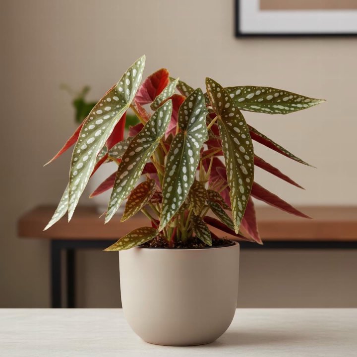 Polka Dot Begonia