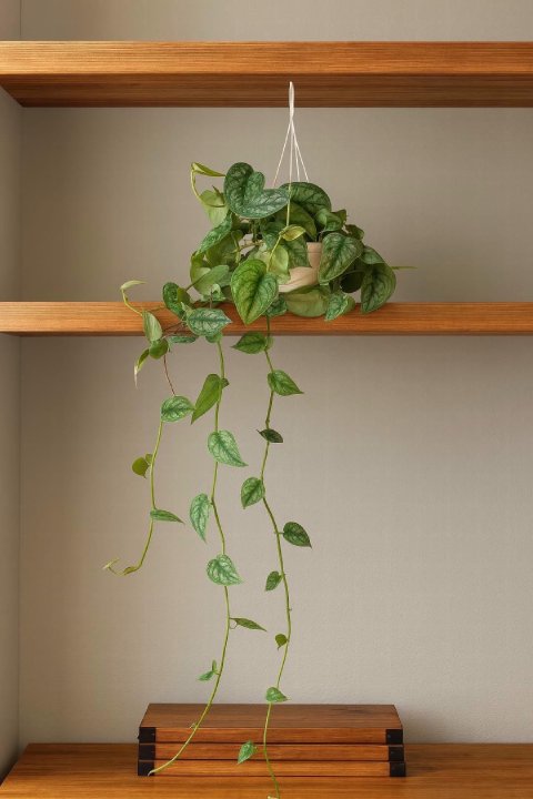 A lush Satin Pothos with long trailing vines hanging from a high shelf