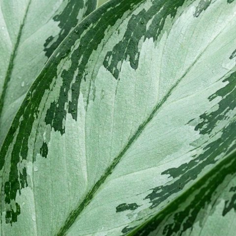 Macro shot showing the science of the variegation.