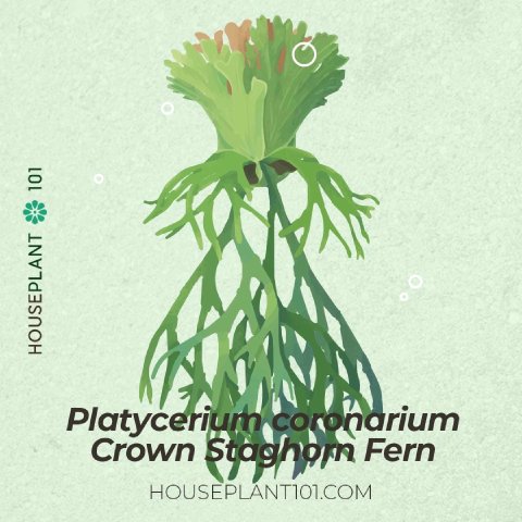 Platycerium coronarium (Crown Staghorn Fern) with long ribbon-like fronds