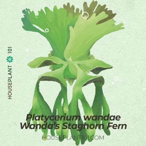 Platycerium wandae (Wanda’s Staghorn Fern) with giant, upright fronds