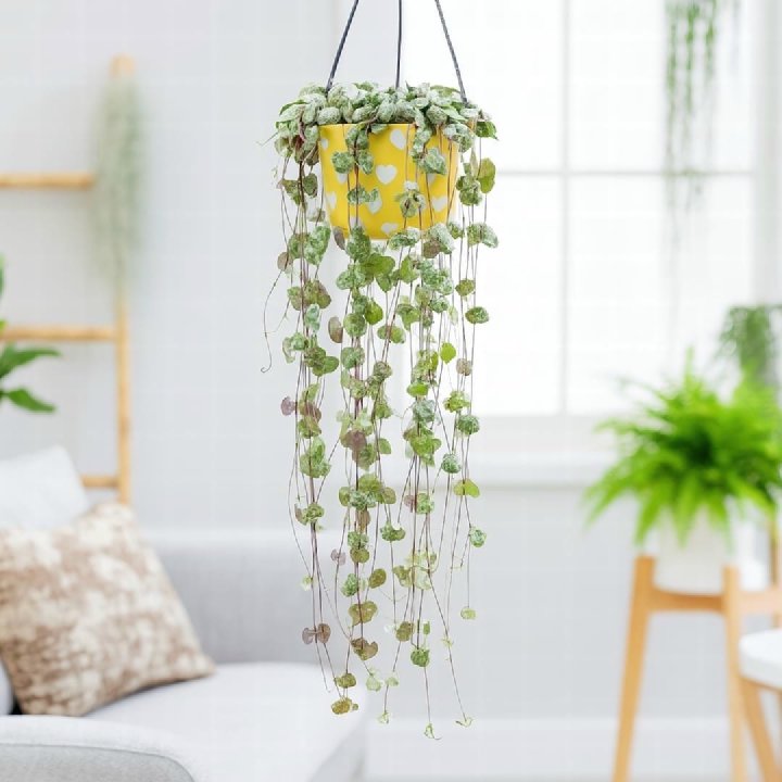String of Hearts