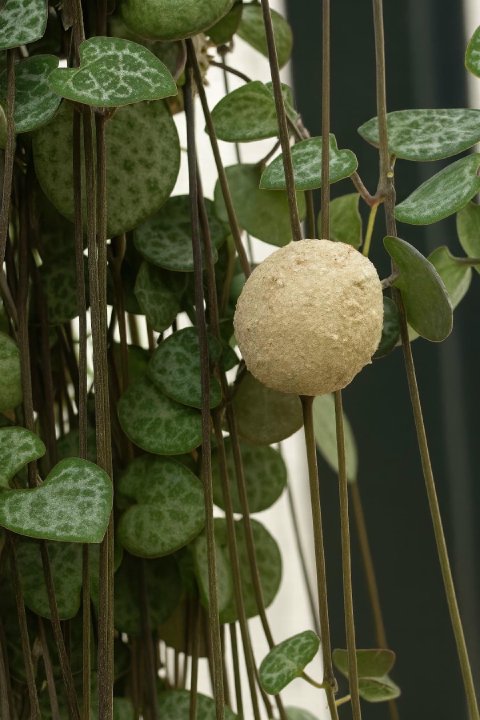 A close-up shot of a String of Hearts vine showing the small, round tubers forming along the stem.