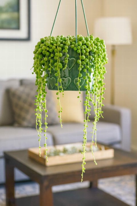 Complete Guide to String of Pearls Care and Growth