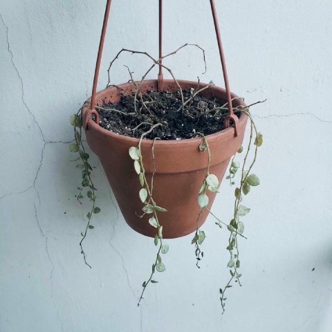Bald plant with dropped leaves