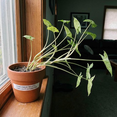 A plant with long stems and few leaves