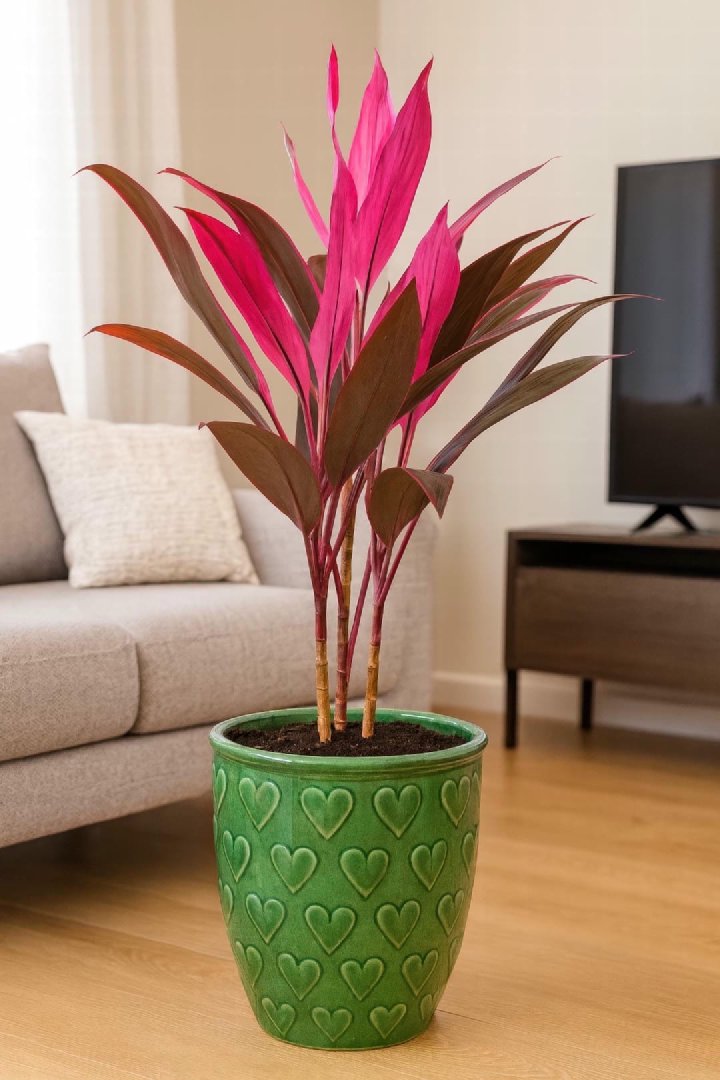 Ti Plant