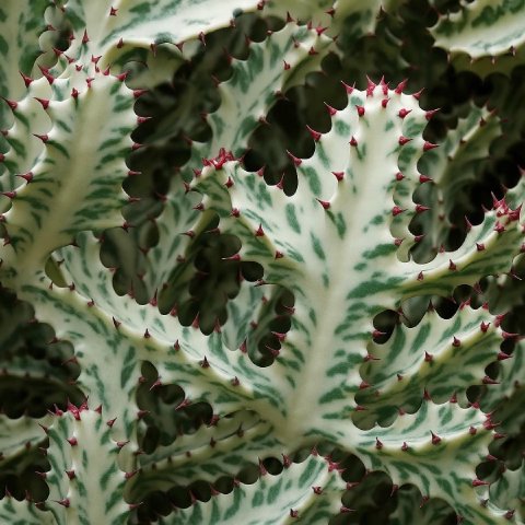 White Ghost Cactus