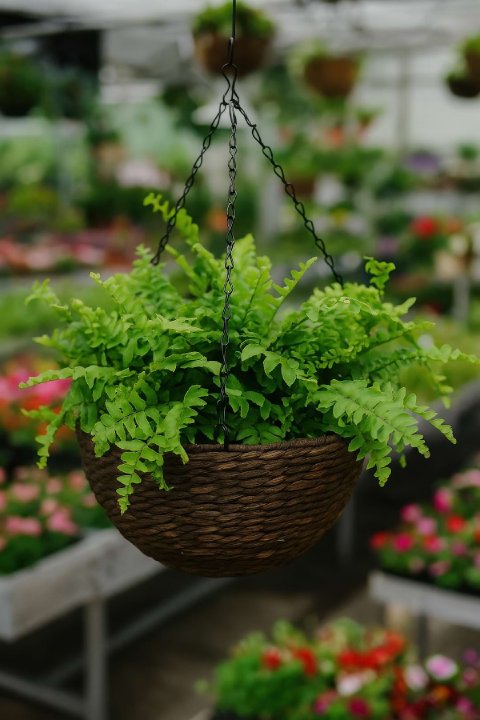 Complete Guide To Nephrolepis exaltata Whitmanii Fern Care and Growth