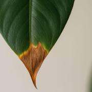 Why Are My Plant's Leaves Getting Brown, Crispy Tips? Top 5 Causes and How to Fix It