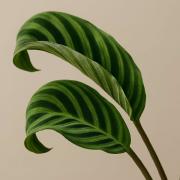 Why Are My Plant's Leaves Curling? Top 5 Causes and How to Fix It