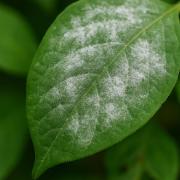 Why Does My Plant Have Spots? A Guide to Fungal & Bacterial Diseases