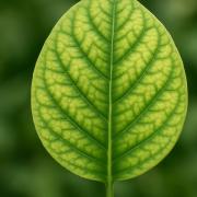 Why Are My Plant's Leaves Pale? A Guide to Nutrient Deficiency