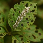 Why Does My Plant Have Bugs? A Guide to Identifying Common Houseplant Pests