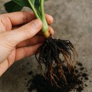 How to Spot and Fix Root Rot on Houseplants: A Step-by-Step Guide