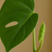 Why Are My Plant's New Leaves So Small? Top 5 Causes and How to Fix It