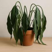 Why Is My Plant Wilting or Drooping? Top 5 Causes and How to Fix It